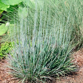 Schizachyrium scoparium ''Standing Ovation'' (Little Bluestem) - Standing Ovation Little Bluestem