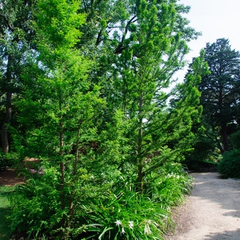 Taxodium distichum ''Peve Minaret'' (Bald Cypress) - Peve Minaret Bald Cypress