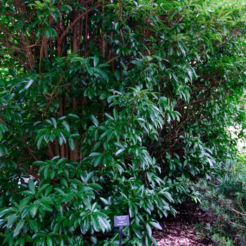Viburnum awabuki ''Chindo'' (Sweet Viburnum) - Chindo Sweet Viburnum