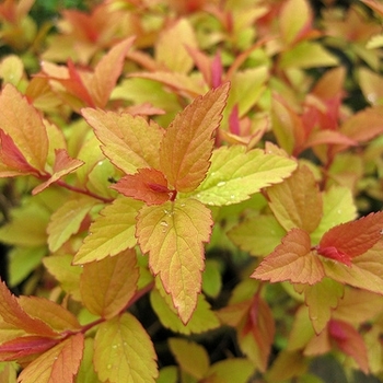 Spiraea japonica - 'Firelight' Spirea