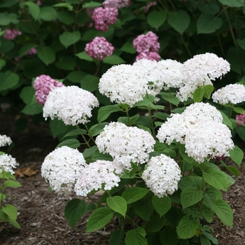 Hydrangea arborescens ''NCHA5'' PP30296 CBR6345 - Invincibelle Wee White® Smooth Hydrangea