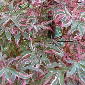 Acer palmatum ''Gwen''s Rose Delight'' (Japanese Maple) - Shirazz Japanese Maple