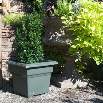 Buxus sempervirens 'Dee Runk' - Boxwood