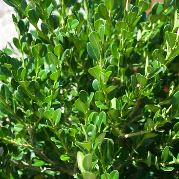 Buxus microphylla japonica ''Winter Gem'' (Boxwood) - Winter Gem Boxwood