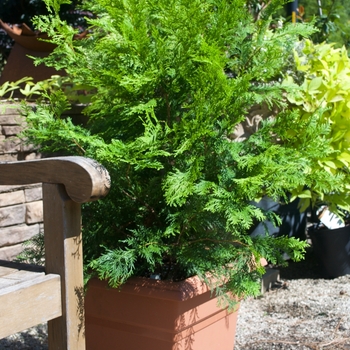 Chamaecyparis obtusa ''Crippsii'' (Hinoki False Cypress) - Crippsii Hinoki False Cypress