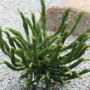 Cryptomeria japonica ''Dinger'' (Japanese Cedar) - Dinger Japanese Cedar