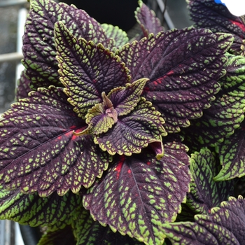 Solenostemon ''Abbey Road'' (Coleus) - Main Street Abbey Road