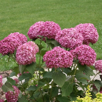 Hydrangea arborescens ''NCHA7'' PP30358 - Invincibelle Mini Mauvette® Smooth Hydrangea