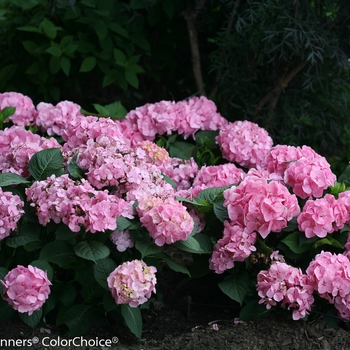 Reblooming Hydrangea - Let's Dance® Big Easy®