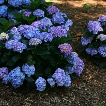 Hydrangea macrophylla ''SMHMTAU'' PP 27,035, Can 5,283 (Reblooming Hydrangea) - Let''s Dance® Blue Jangles®