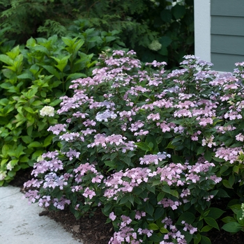 Reblooming Mountain Hydrangea - Tiny Tuff Stuff™