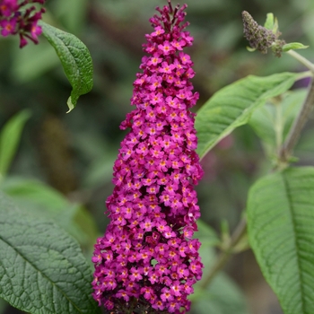 Buddleia ''Boscranz'' PP25730 (Butterfly Bush) - CranRazz™ Butterfly Bush