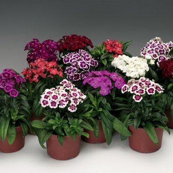 Dianthus barbatus ''Mix'' (Sweet William) - Barbarini® Mix