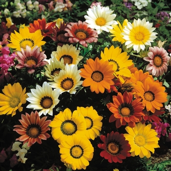 Gazania rigens ''Mix'' (Gazania) - Gazoo™ Mix