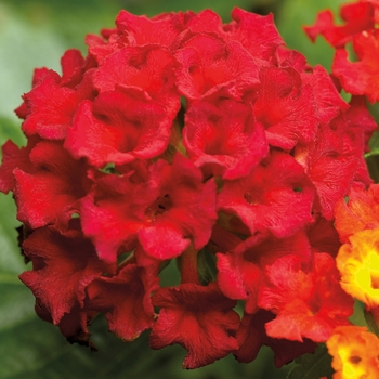 Lantana camara ''Bant Reda09'' PP20531, Can 3722 (Lantana) - Bandana® Red