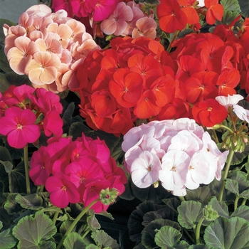 Pelargonium x hortorum ''Mix'' (Zonal Geranium) - BullsEye™ Mix