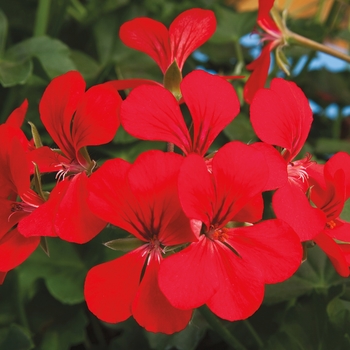 Pelargonium peltatum ''Dark Red'' (Ivy Geranium) - Blizzard® Dark Red