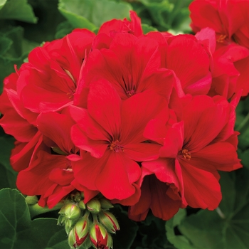 Pelargonium (Interspecific Geranium) - Interspecific Geranium