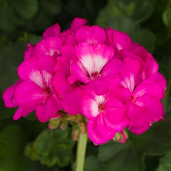 Pelargonium x hortorum (Zonal Geranium) - Tango™ 'Hot Pink'