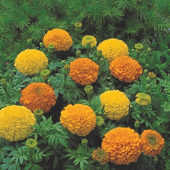 Tagetes erecta ''Mix'' (Marigold) - Inca II™ Mix