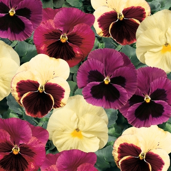 Viola x wittrockiana ''Apple Cider Mix'' (Pansy) - Delta™ Premium Apple Cider Mix