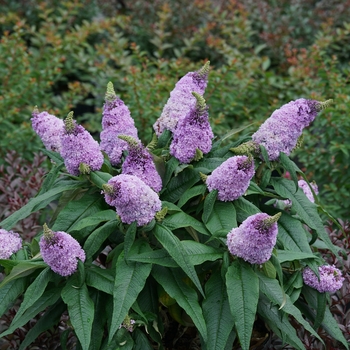 Buddleia ''SMNBDL'' PP30236 - Pugster® Amethyst Butterfly Bush