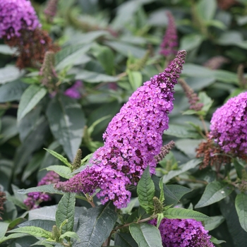 Buddleia ''SMNBDO'' PP28796 CBRAF (Butterfly Bush) - Butterfly Bush