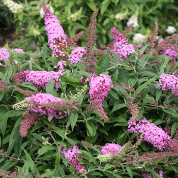 Buddleia x 'Pugster Pink' - Butterfly Bush