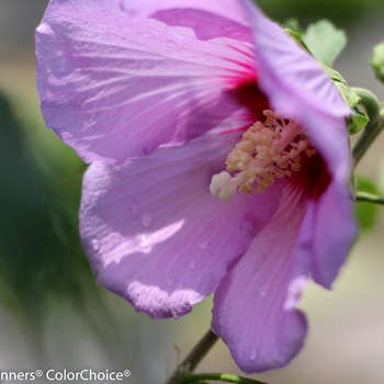 Hibiscus ''Resi'' PPAF (Rose of Sharon) - Full Blast® Rose of Sharon