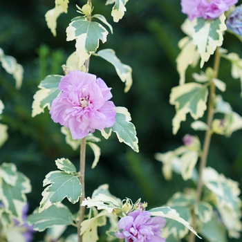 Hibiscus syriacus 'Sugar Tip® Gold' - Rose of Sharon