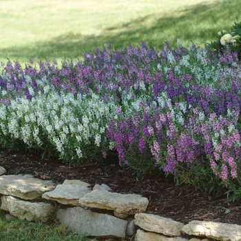 Angelonia angustifolia ''Mix'' (Snapdragon) - Serena® Mix