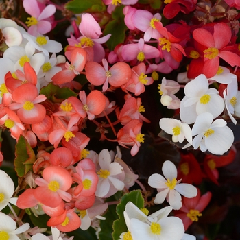 Begonia x hybrida 'BabyWing Mix' - BabyWing® Begonia