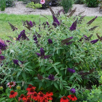 Buddleia davidii ''Dark Dynasty'' (Butterfly Bush) - Monarch® Dark Dynasty