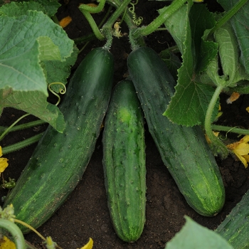 Cucumis sativus - 'Patio Snacker' Cucumber