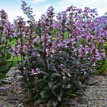 Penstemon digitalis ''Blackbeard'' PP30052 (Beard Tongue) - Blackbeard Beard Tongue