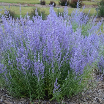 Perovskia atriplicifolia ''Blue Jean Baby'' (Russian Sage) - Blue Jean Baby Russian Sage