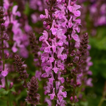 Salvia nemorosa PP30118 - ''Rose Marvel'' Sage