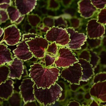 Solenostemon ''Burgundy Wedding Train'' (Coleus) - Burgundy Wedding Train Coleus
