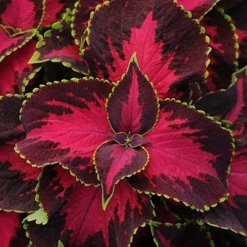 Solenostemon scutellarioides ''Chocolate Covered Cherry'' (Coleus) - Chocolate Covered Cherry Coleus