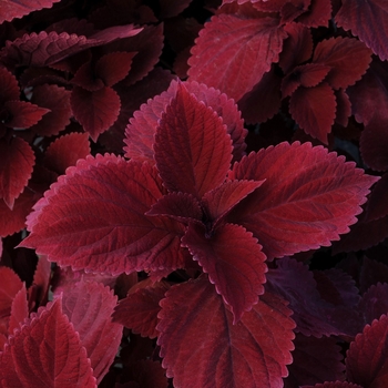 Solenostemon ''Redhead'' (Coleus) - Redhead Coleus