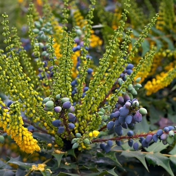 Mahonia x media ''Charity'' (Mahonia) - Charity Mahonia