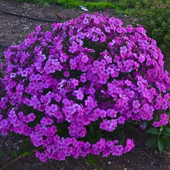 Phlox ''Cloudburst'' PPAF, Can PBRAF (Tall Cushion Phlox) - Cloudburst Tall Cushion Phlox
