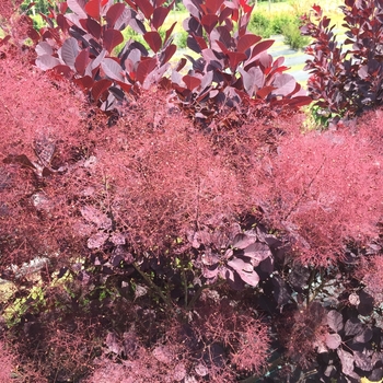 Cotinus coggygria ''NCC01'' PP30216 (Smokebush) - Winecraft Black® Smokebush