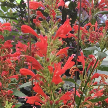 Agastache PPAF (Hummingbird mint) - Kudos™ Red