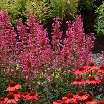 Agastache PP20371 - ''Morello'' Hummingbird Mint