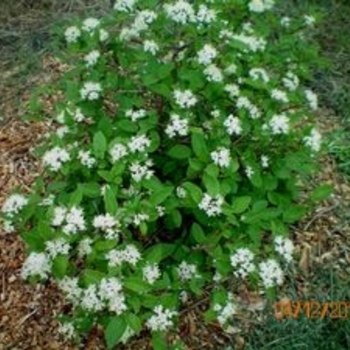 Viburnum burejaeticum ''PO17S'' - Mini Man™ Manchurian Viburnum