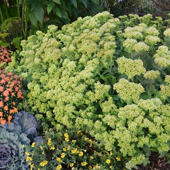 Sedum ''Lemonjade'' PP26448, Can 5334 (Autumn Stonecrop) - Rock ''N Grow® Lemonjade