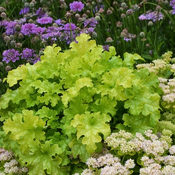 Heuchera PP25604 - Ruffles™ Lime Ruffles Coral Bells