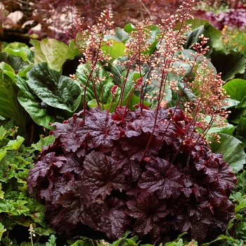 Heuchera - 'Cajun Fire' Coral Bells