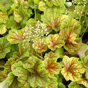 Heuchera (Coral Bell) - Front & Center™ 'Electra'